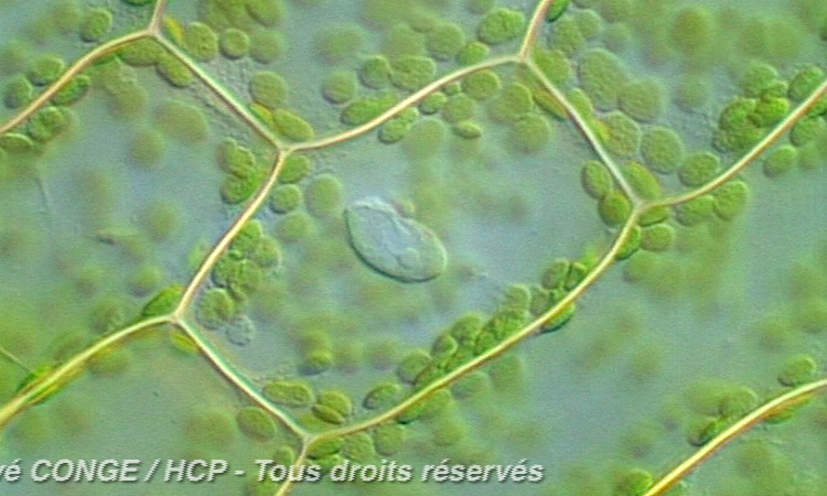 De l'organisme à la cellule - Les cellules végétales - 2mn 50s